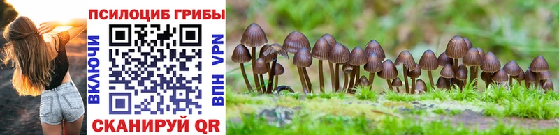 где можно купить наркотик  Перевоз  Галлюциногенные грибы Psilocybe 